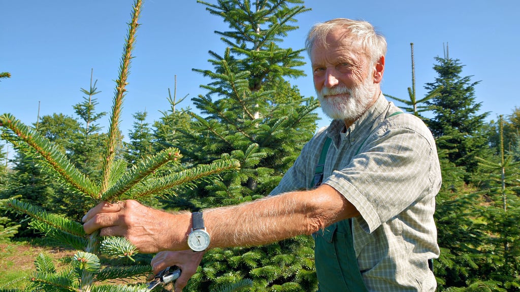 Hans-Jörg Forner auf der Plantage in Theißen: In etwa zwei Monaten werden Weihnachtsbäume verkauft.