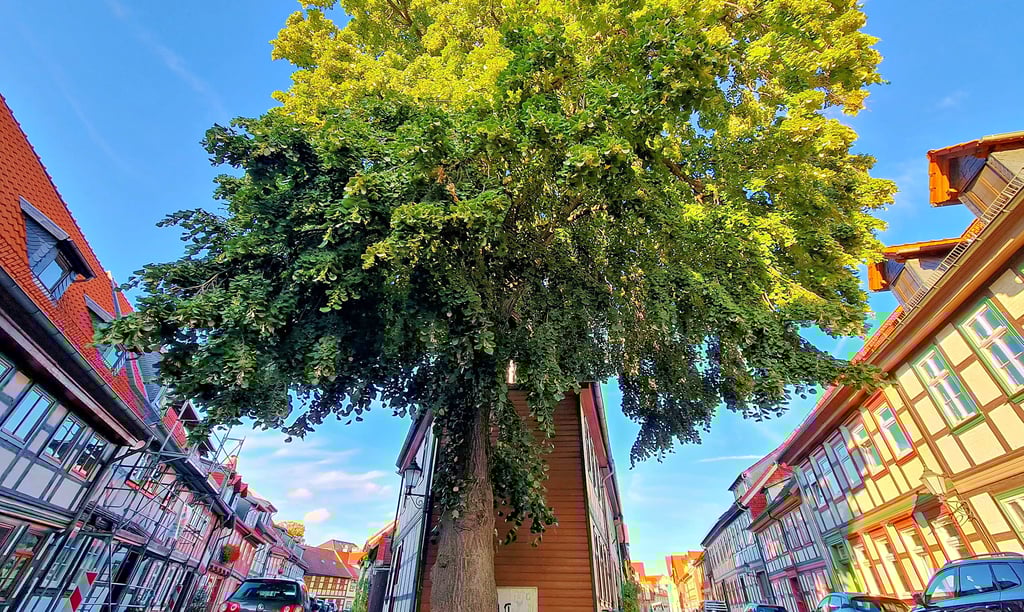 Den Bäumen in Wernigerode geht es nicht gut. So ein stattliches Alter wie die Linde im Heideviertel erreicht nicht jeder Baum.
