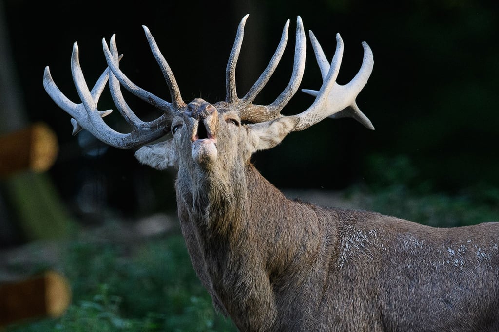 Ein röhrender Hirsch steht im Wildpark Neuhaus.