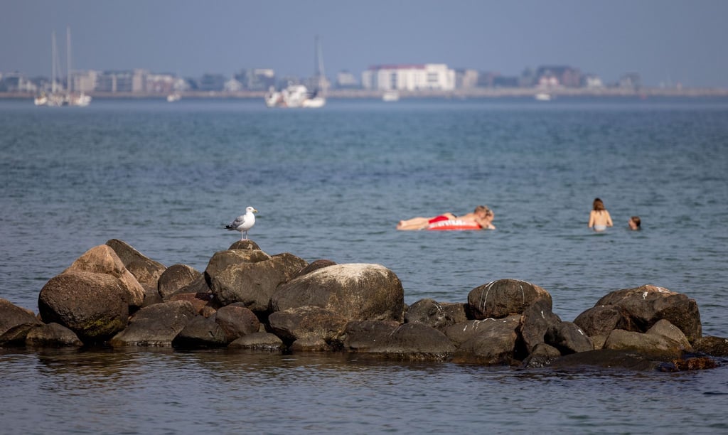 Eine Möwe sitzt an einem warmen Spätsommertag auf Felsen in der Ostsee.