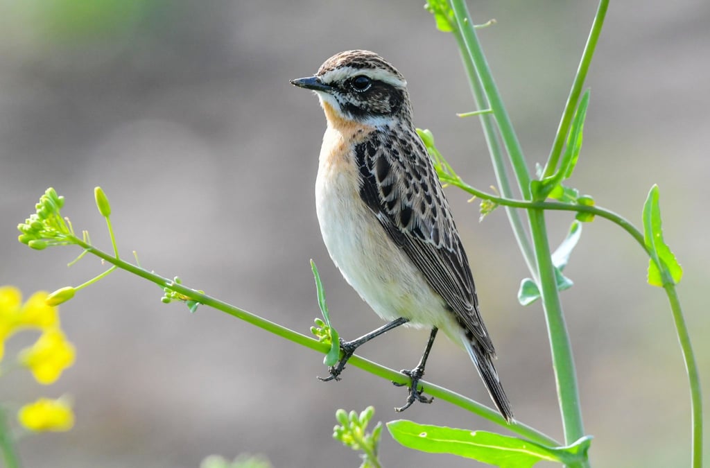 Ein Braunkehlchen Männchen (Saxicola rubetra) sitzt auf einer Pflanze.