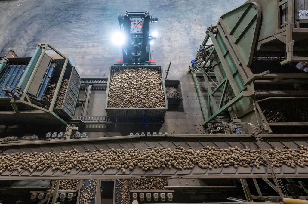 Kartoffeln kommen zur Weiterverarbeitung in einem Lager der Friweika eG in Weidensdorf an.