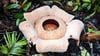 Rafflesien sind sogenannte Schmarotzergewächse.
