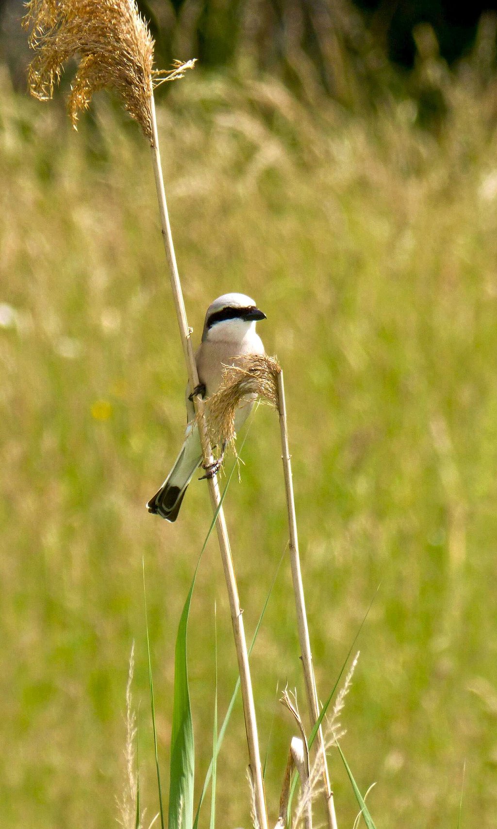 Neuntöter und andere Wiesenvögel haben am Grünen Band bei Salzwedel erfolgreich gebrütet und mehr Jungvögel als in den Vorjahren großgezogen.