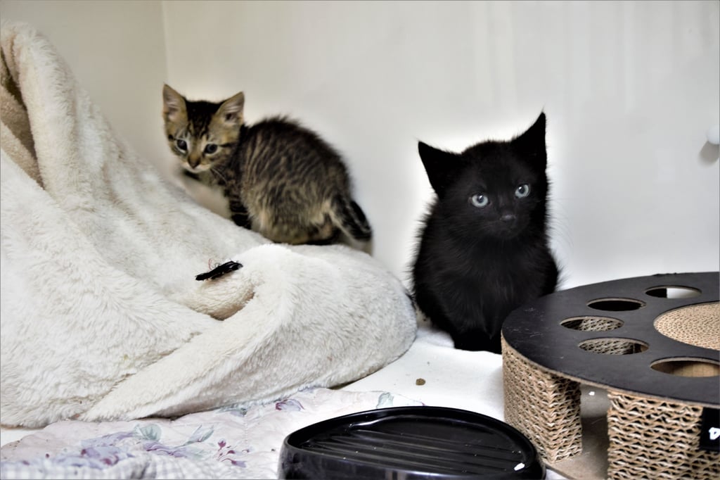 Junge Katzen im Tierheim.