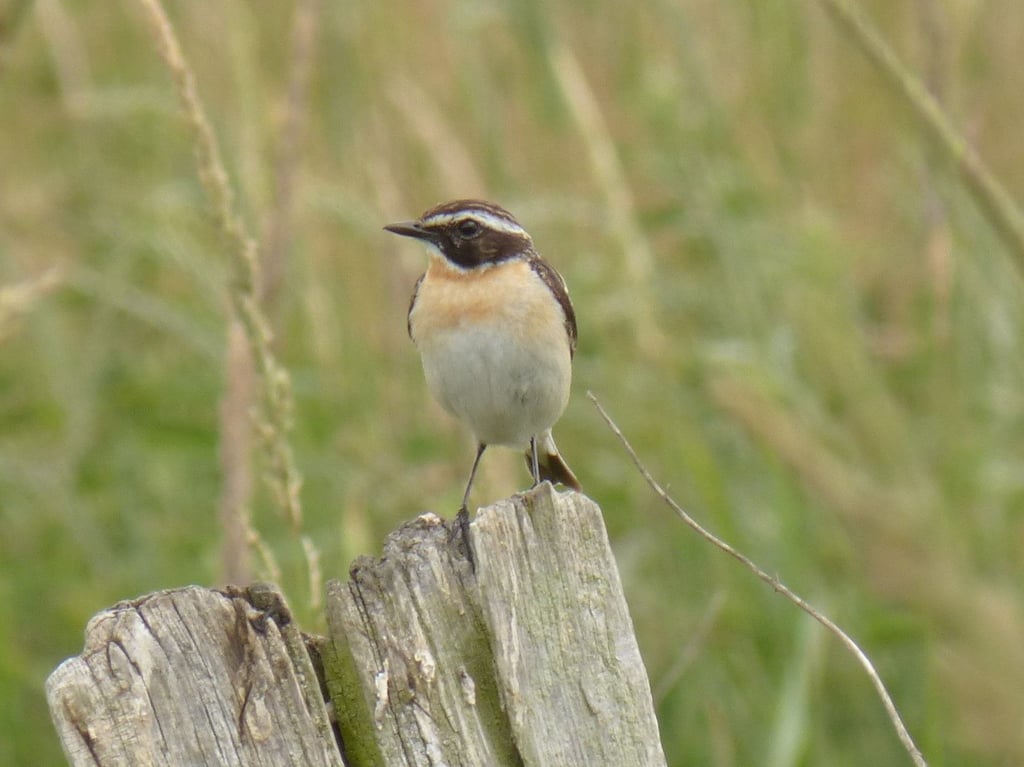 Das Braunkehlchen ist der Wappenvogel des Grünen Bandes.