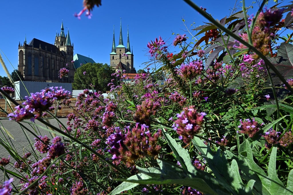 Der Mariendom und die Severikirche in der Erfurter Altstadt.