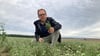 Landwirt Lutz Trautmann kostet den Majoran auf seinem Feld. In ein bis zwei Wochen werden die Pflanzen geerntet.