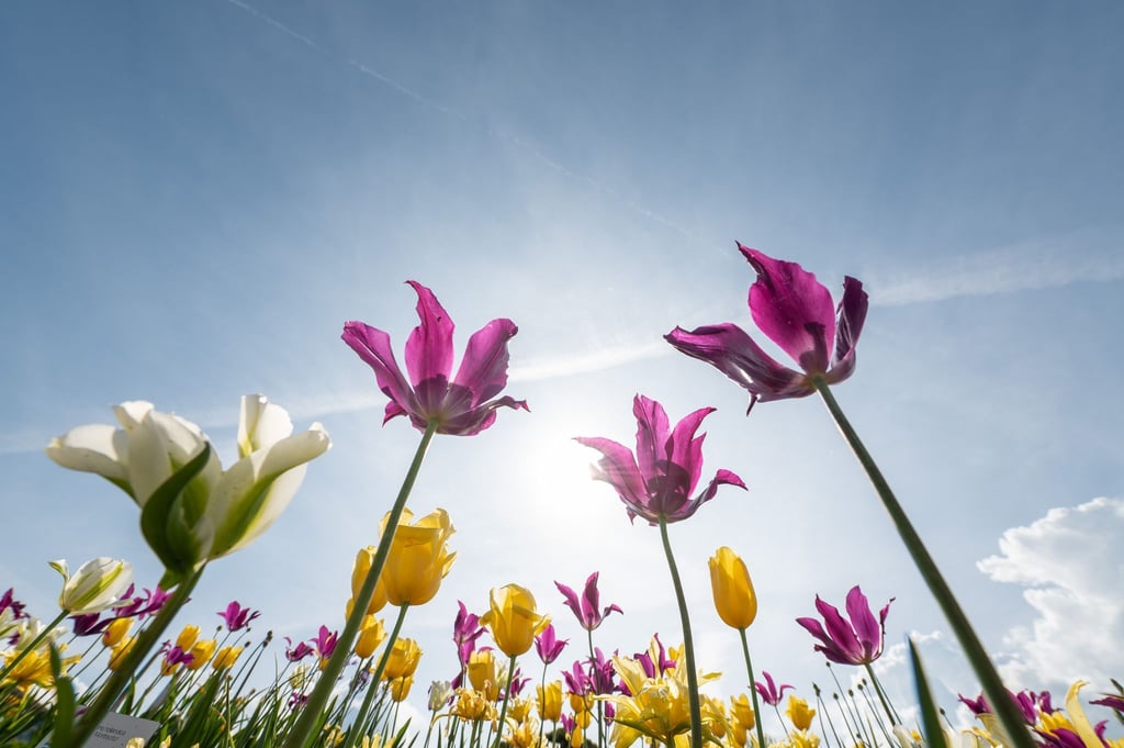 Tulpen blühen auf dem Gelände einer Gartenschau.