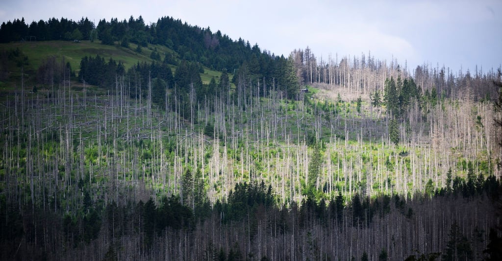 Abgestorbene Fichten stehen im Nationalpark Harz.