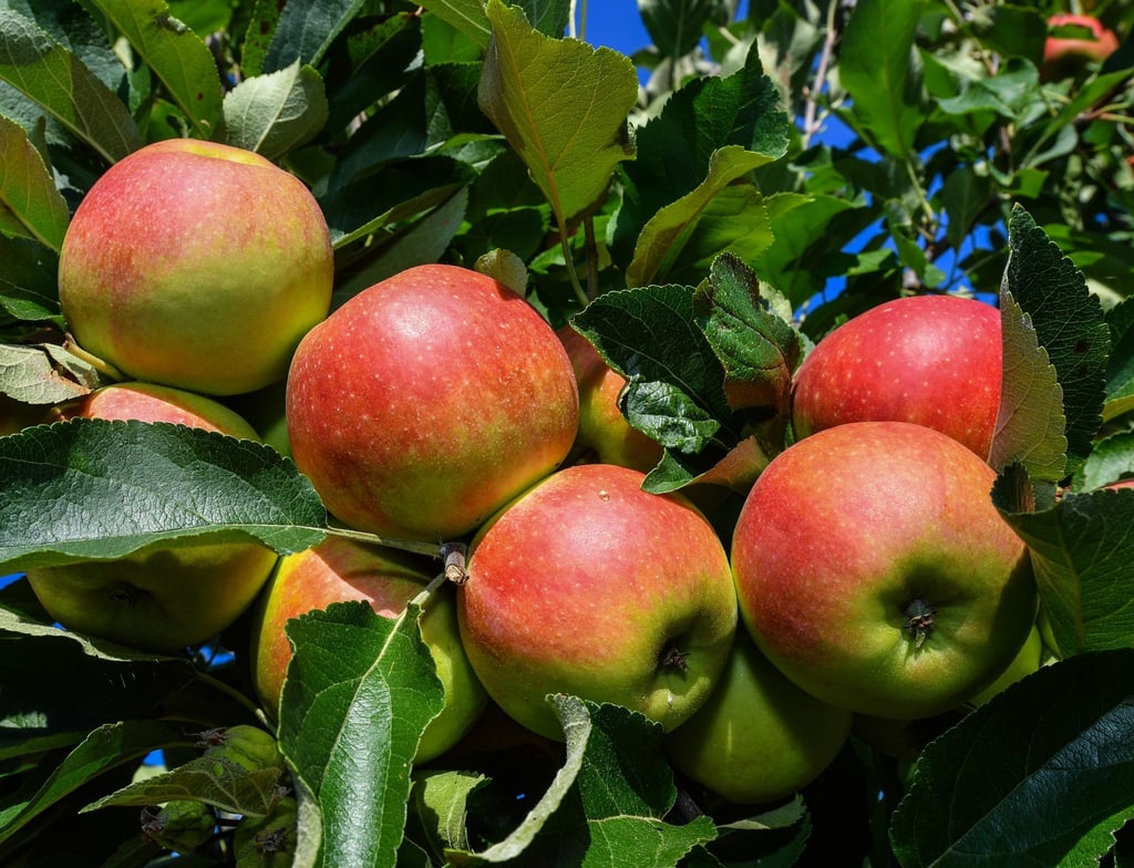 Äpfel der Sorte Elstar hängen an einem Baum auf einer Plantage eines Obstbauern.