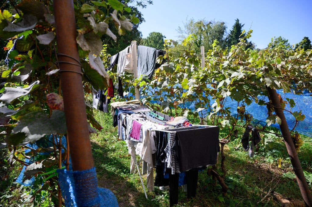 Zwischen Weinstöcken direkt neben Wohnhäusern am Viktoriapark auf dem Kreuzberg steht ein Wäscheständer.