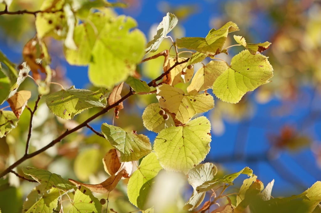 Schon leicht herbstlich gefärbt sind die Blätter einer Linde am Schloßpark in Ballenstedt.