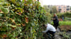 ARCHIV - Erntehelfer lesen am Weinberg auf dem Kreuzberg in Berlin.