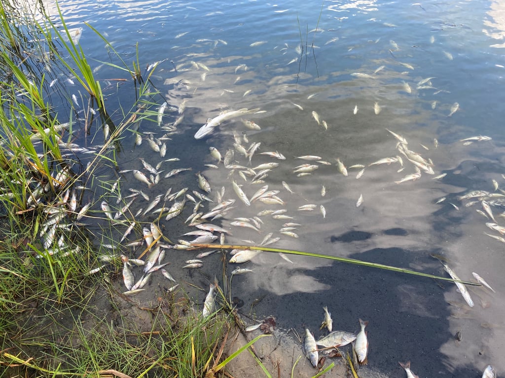 Vor zwei Wochen schockierte das Fischsterben Anwohner und Camper am Parchauer See.