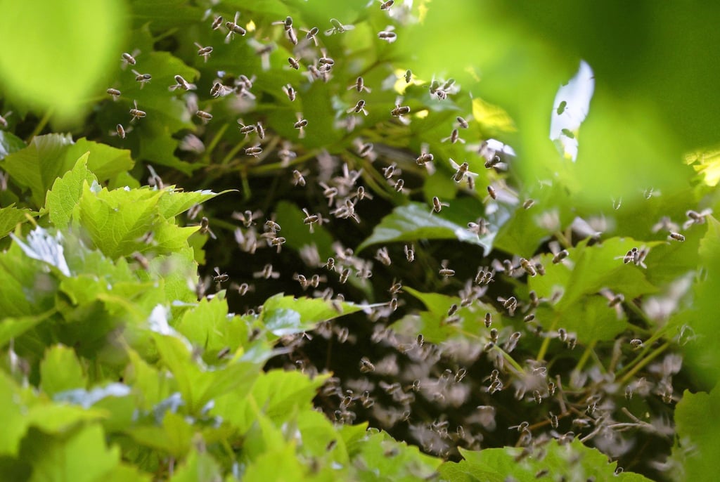 Bienen umschwirren den Giebel eines mit Zierwein bewachsenen Wohnhauses.