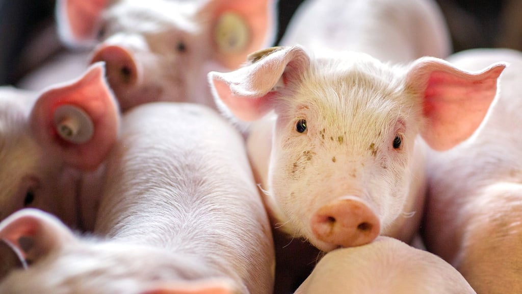 In einer Ferkelproduktion in Sanne bei Arendsee soll es zu Verstößen gegen den Tierschutz gekommen sein. Der Besitzer widerspricht den Vorwürfen.