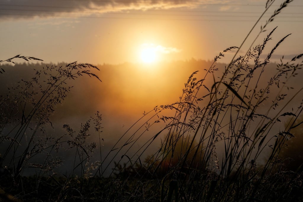 Hinter blühenden Gräsern auf einer Wiese geht die Sonne auf.