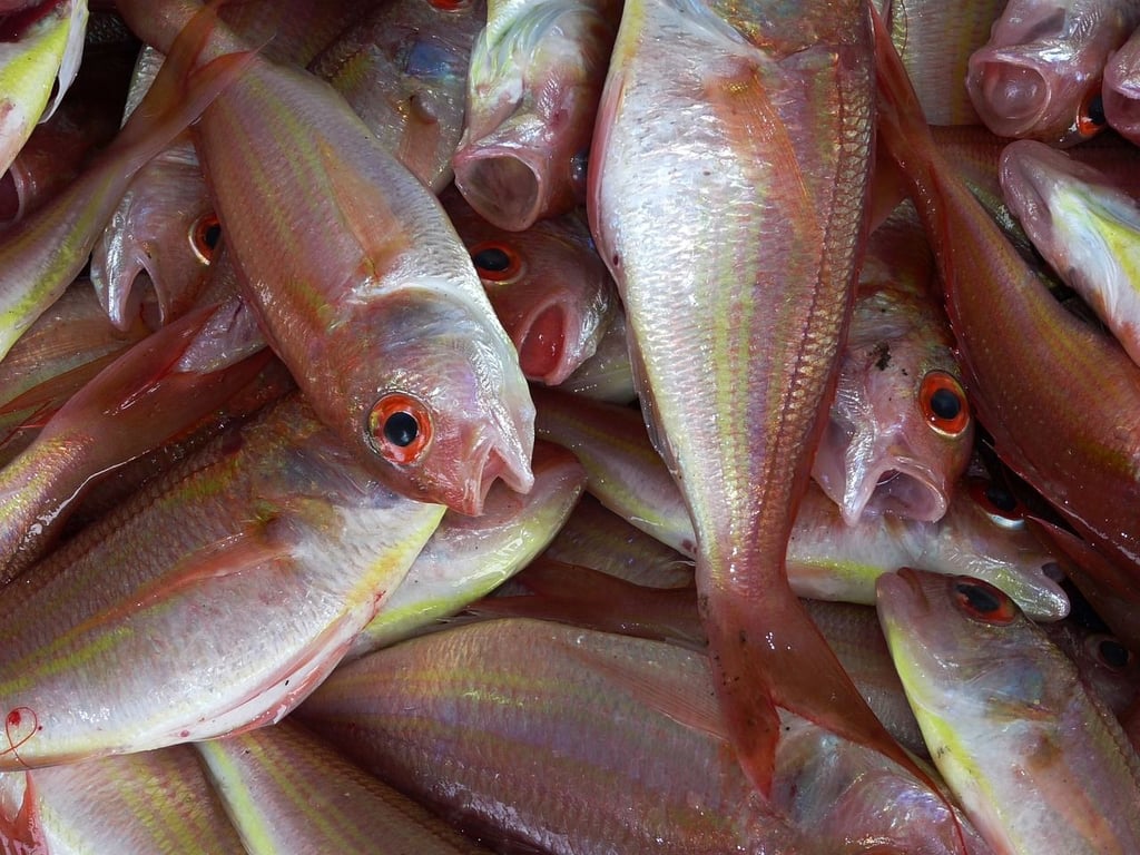 Massenhaft Fische sind in einem Teich in Darlingerode im Harz verendet. Sie wurden mit Desinfektionsmittel vergiftet. Symbolbild: