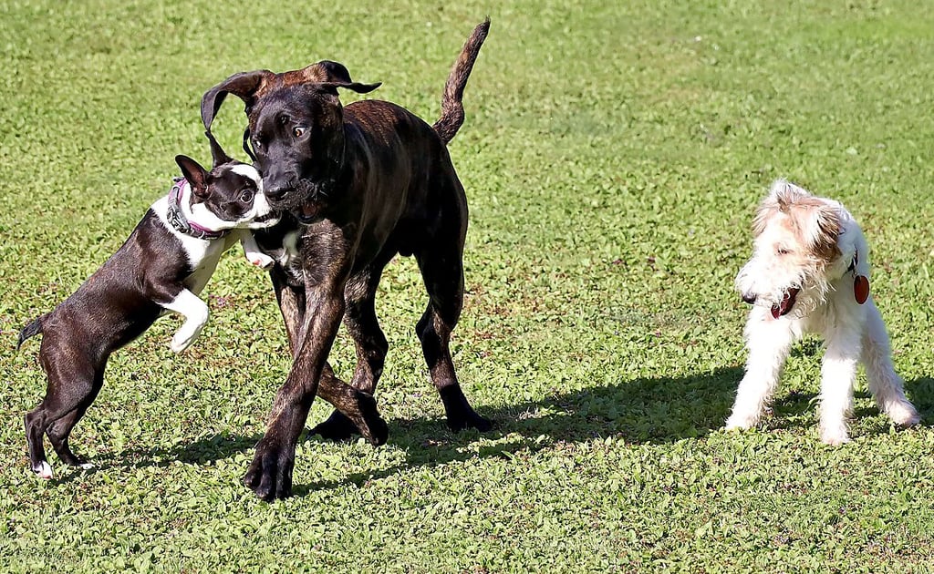 Symbolfoto - Spielende Vierbeiner auf einem Hundeplatz.