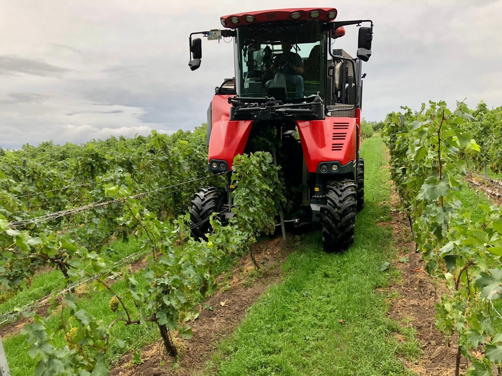 Die Weinlese läuft. Hier ist der Vollernter in Gröst im Einsatz.