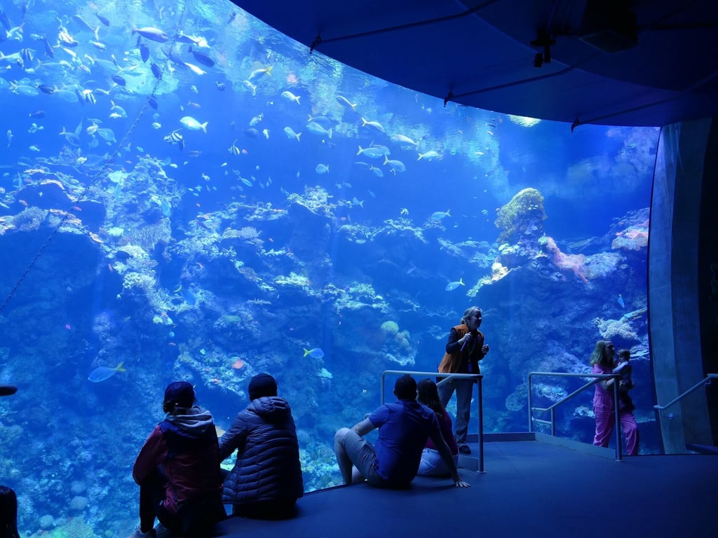 Philippinisches Korallenriff in einem Becken im Steinhart Aquarium in San Francisco.