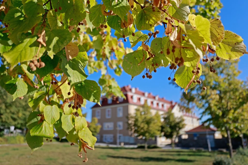 Schon leicht herbstlich gefärbt sind die Blätter einer Linde am Schloßpark in Ballenstedt.
