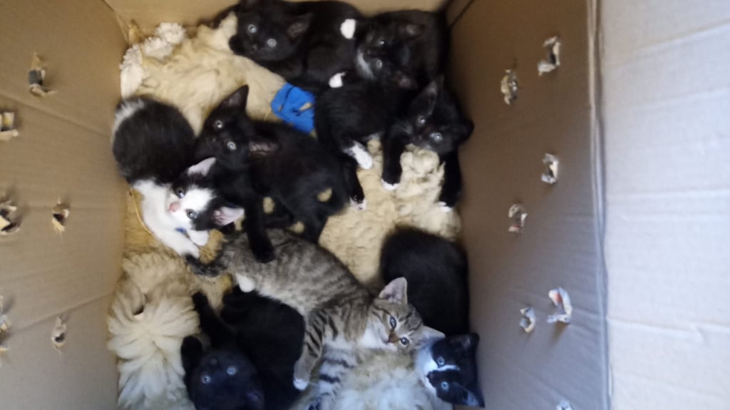 Diese acht süßen Kätzchen wurden bei Wedringen gefunden und ins Tierheim Satuelle gebracht.