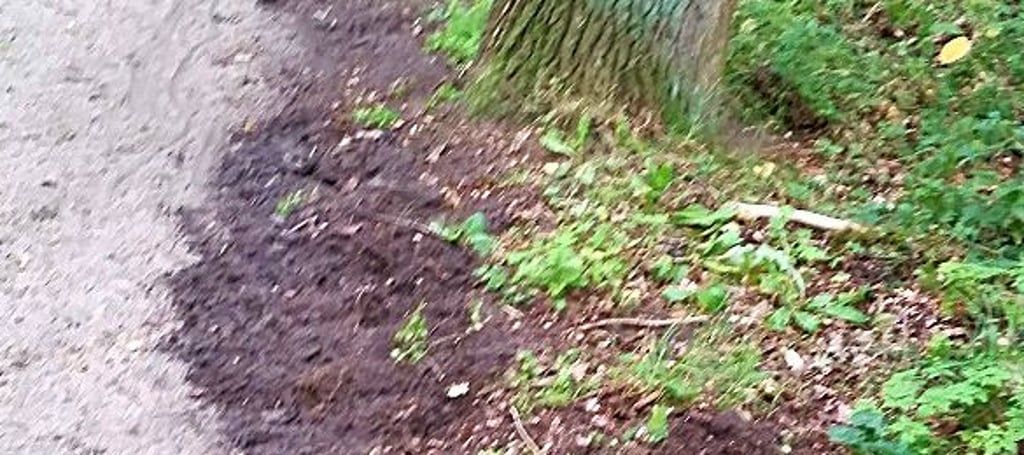 Wildschweine haben an der Promenade gewühlt.
