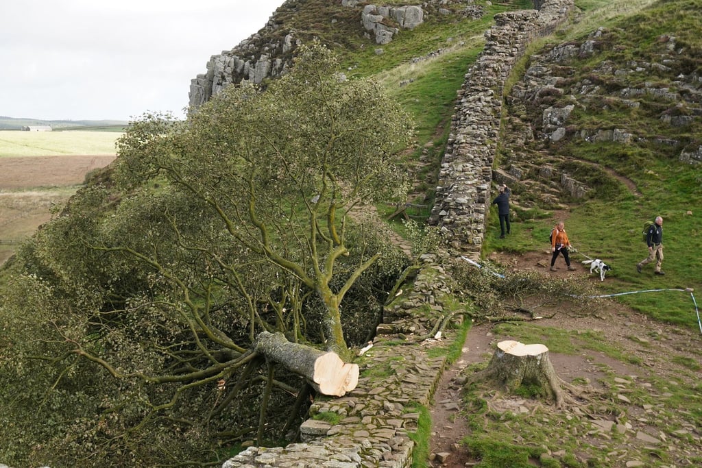 Der illegal gefällte Berg-Ahorn-Baum („Sycamore Tree“) am Hadrianswall in Northumberland.