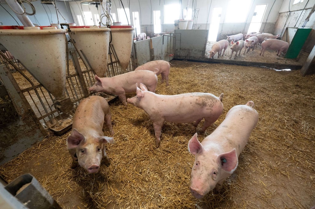 Schweine liegen in der Bucht eines Tierwohl-Schweinestalls.