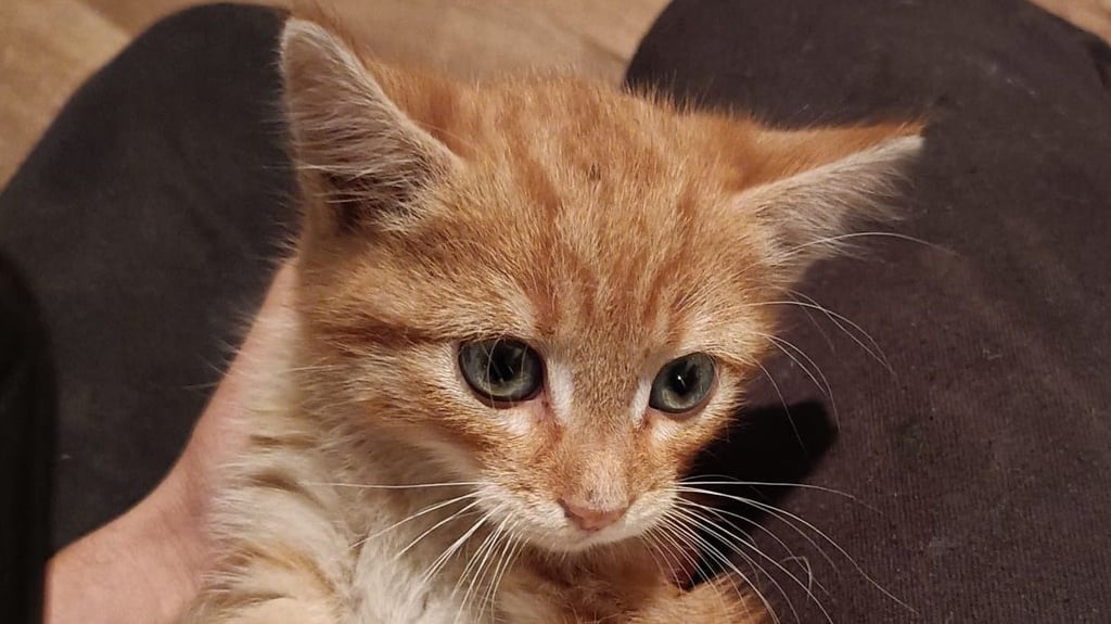 Dieser Kater war tagelang in einem Mercedes in Gardelegen eingeklemmt. Nach seiner Rettung bittet die Polizei um Hinweise, wem das Katzenkind gehört. Foto:
