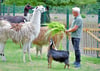 Wenn das Gehege zum Tierpark wird, geht es nicht ohne Toilette. Der Verein PePe-activ mit Thomas Ehrlich freut sich über die jetzige Entscheidung.  