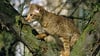Eine Katze in einem Baum. Jede wilde Katze stammt letztlich von einer Hauskatze ab. Dem will die Hansestadt Seehausen mit ihrer Kastrationspflicht Einhalt gebieten. 