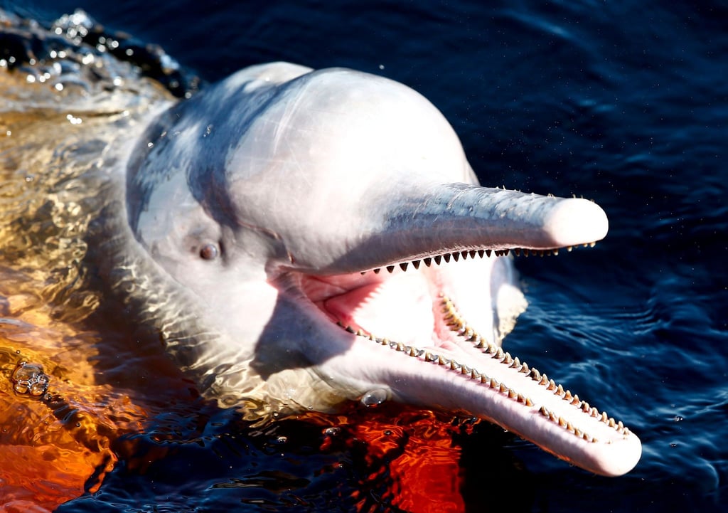 Ein Amazonasdelfin schwimmt im Rio Negro in der Nähe von Manaus.