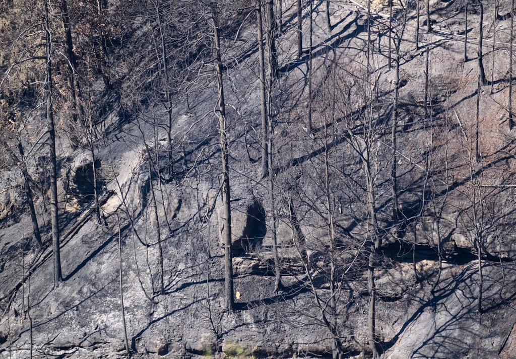 Blick auf verkohlte Bäume nach einem Waldbrand im Nationalpark Sächsische Schweiz.