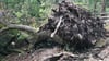 Eine Eiche wurde durch einen Sturm umgeworfen und liegt in einem Waldstück.