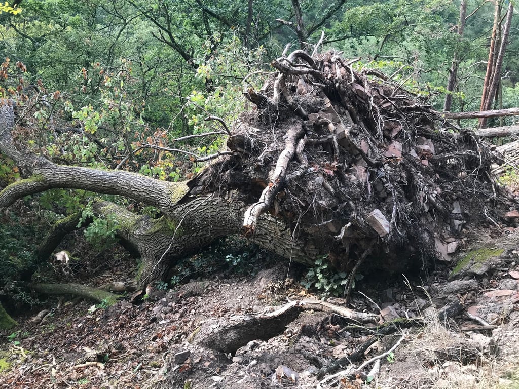 Eine Eiche wurde durch einen Sturm umgeworfen und liegt in einem Waldstück.