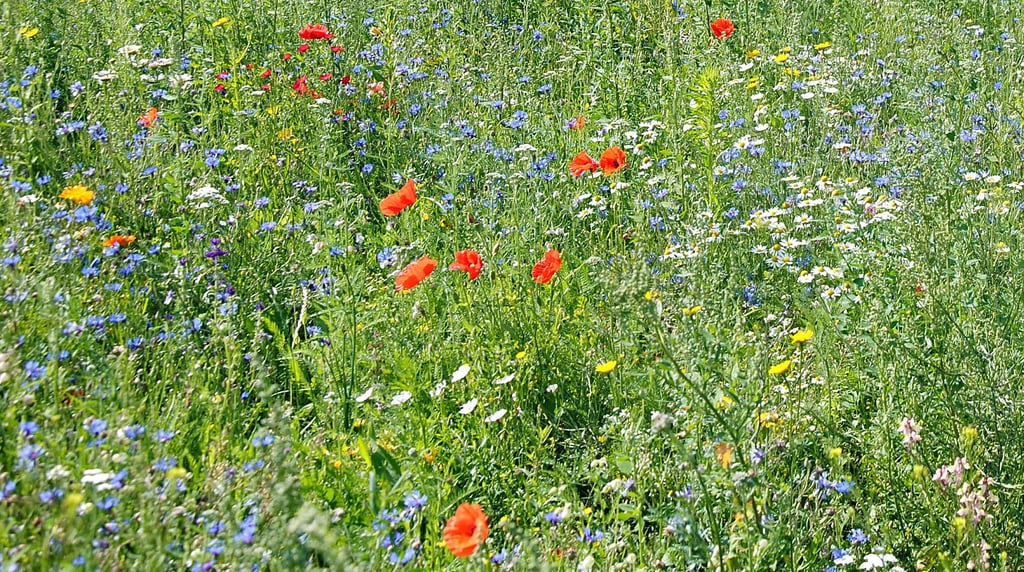 Das Anlegen von Blühwiesen trägt zu mehr Artenvielfalt bei und verbessert die Nahrungsgrundlage für Bestäuber-Insekten.