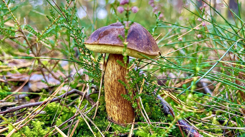 Bisher sind Speisepilze wie dieser Maronen-Röhrling in der Dübener Heide noch die Ausnahme.