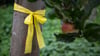 Ein gelbes Band hängt an einem Obstbaum. Gelbe Bänder an niedersächsischen Obstbäumen zeigen: Hier darf gepflückt werden.