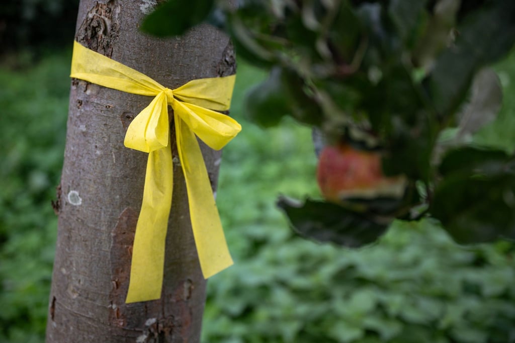 Ein gelbes Band hängt an einem Obstbaum. Gelbe Bänder an niedersächsischen Obstbäumen zeigen: Hier darf gepflückt werden.