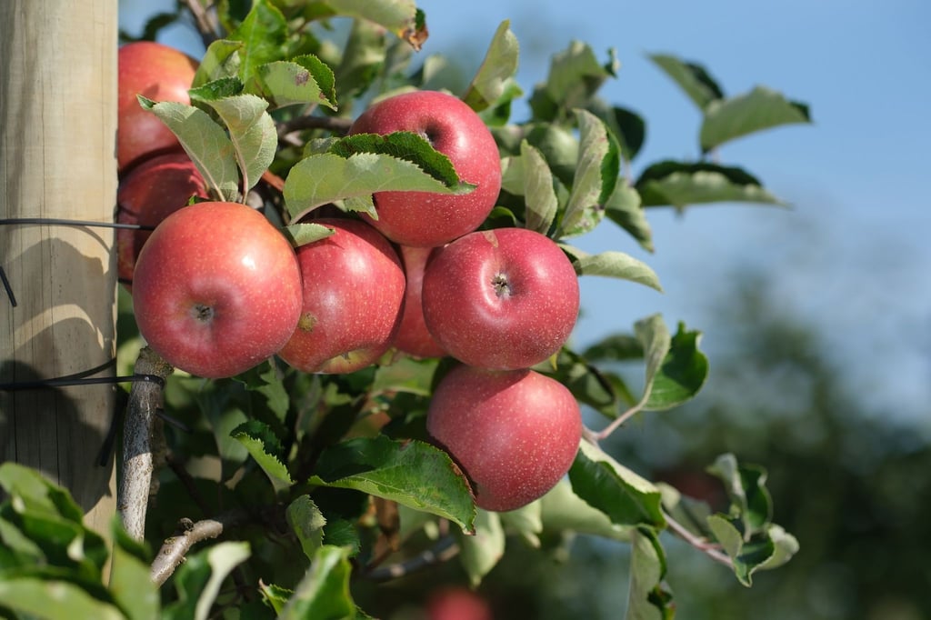 Äpfel der Sorte Santana in einem Obstbaubetrieb.