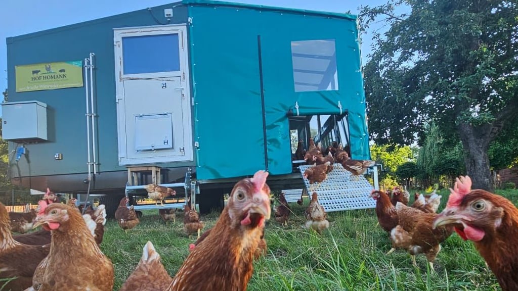 Der neue mobile Hühnerstall von Tim Homann aus Neukirchen bei Seehausen (Altmark) von der Seite, links der Stall und rechts der Wintergarten. Dazu schaulustige Hennen.