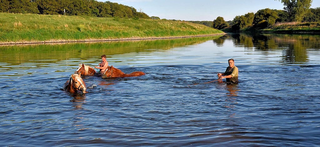 Der Werkleitzer Hans-Jürgen Röseler (rechts) ist beim Schwimmen mit den drei Pferden behilflich.