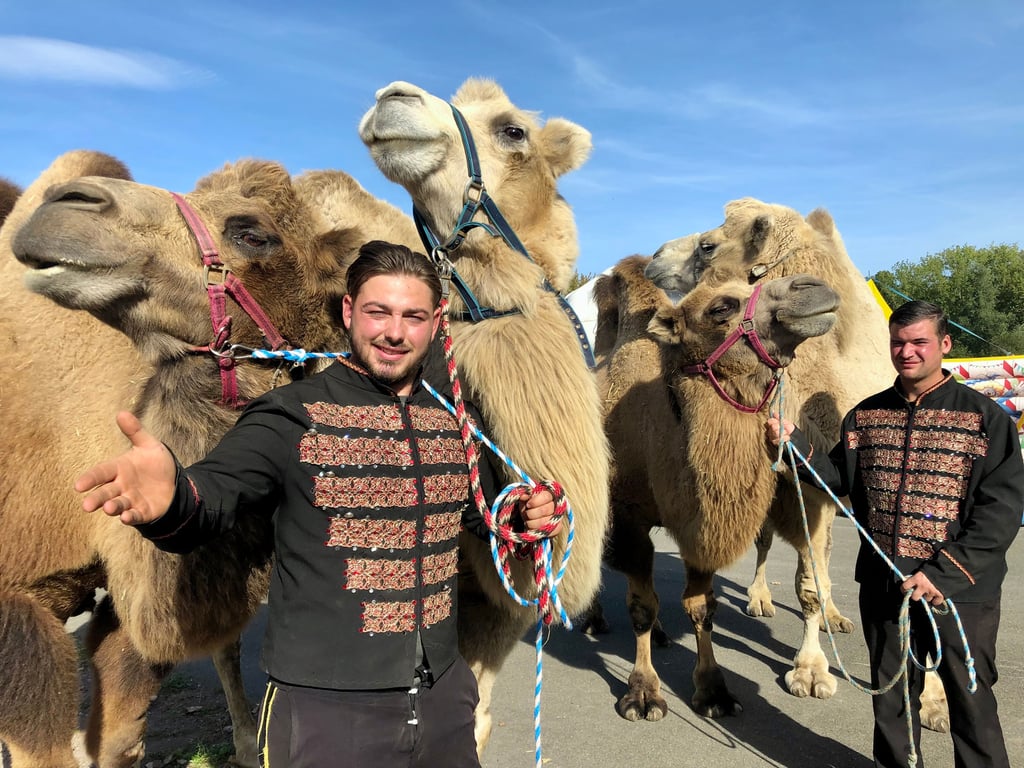Auch diese vier Kamele gehören zum Circus Atlantik. Juniorchef Sandro Köllner (l.) ist ihr Dompteur.