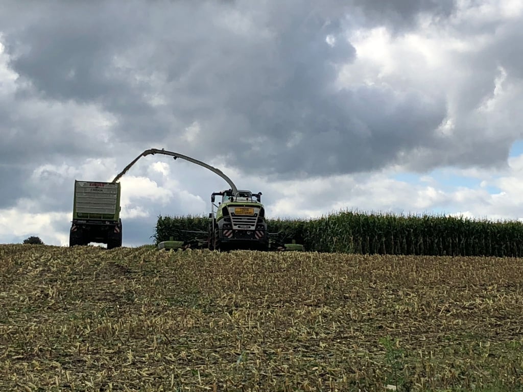 Dunkle Wolken ziehen über ein Maisfeld, das gerade abgeerntet wird.