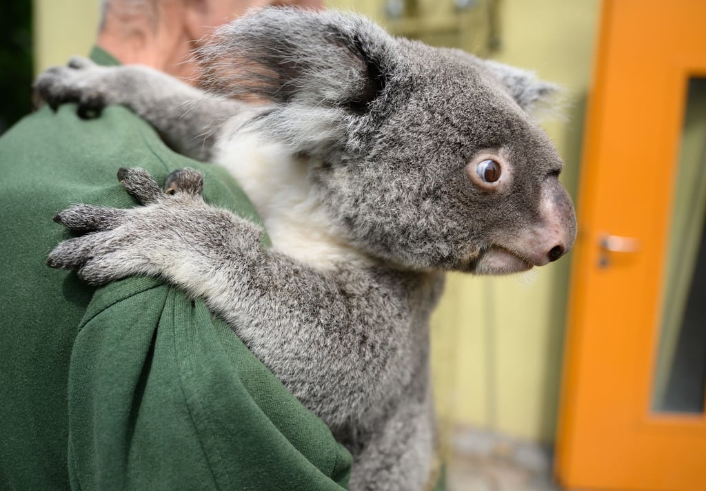 Das Koala-Weibchen sitzt während eines Medientermins im Zoo Dresden auf den Armen eines Tierpflegers.