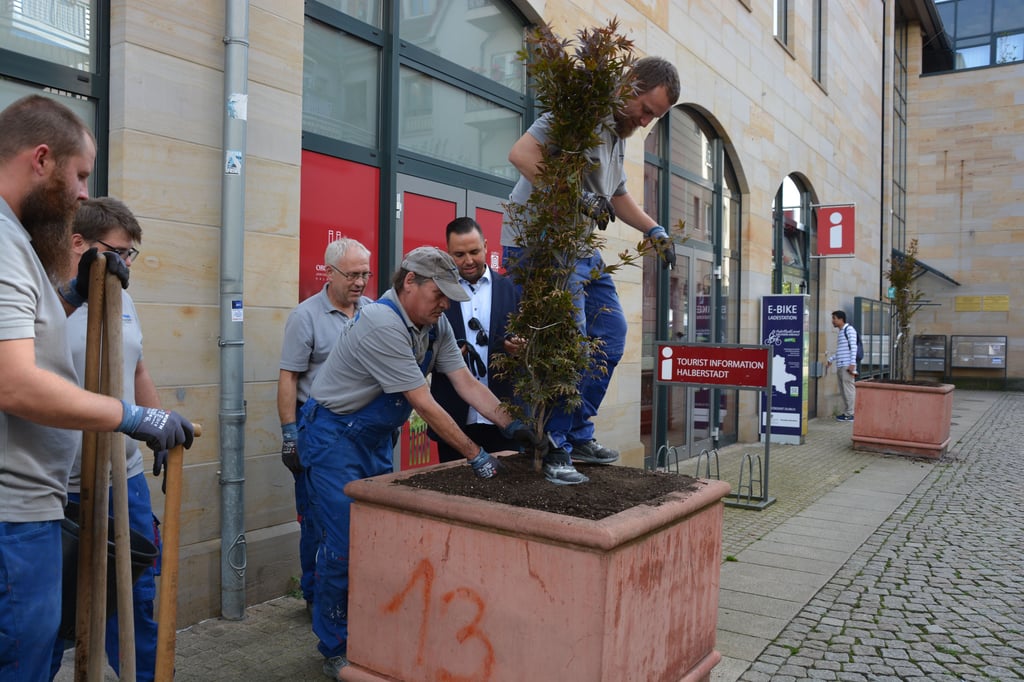 Mitarbeiter der Firma Kematherm Halberstadt unterstützen am Montagnachmittag tatkräftig die Baumpflanzaktion von H&M und GastroHilft im Stadtzentrum.