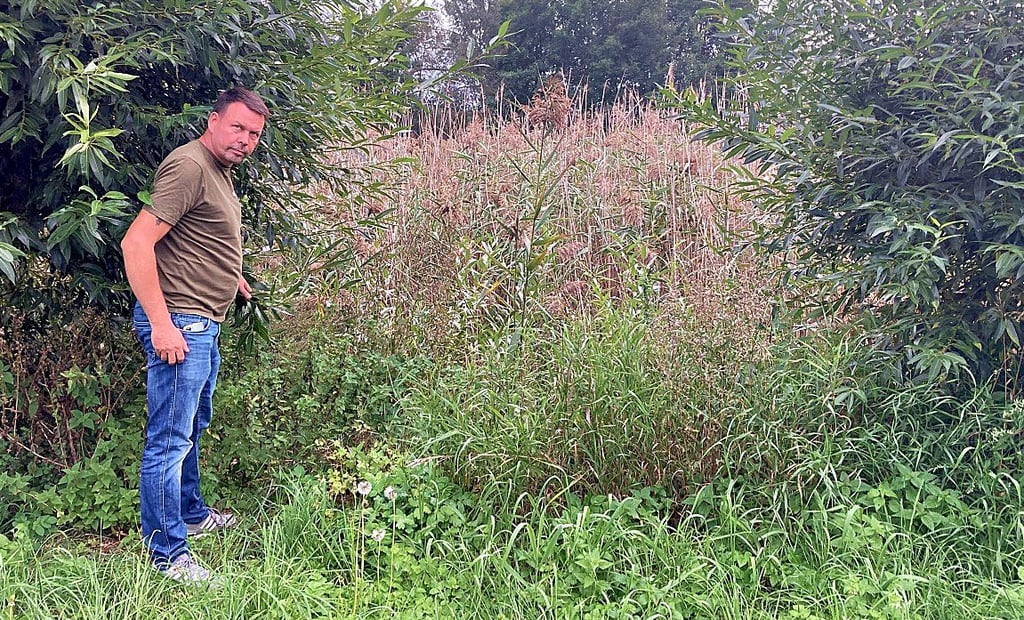 Jerry Arndt am Teich in Madel, einem Ortsteil von Burg: Vor lauter Wildwuchs ist er nicht mehr zu sehen.